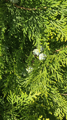 Platycladus orientalis