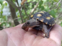 Gopherus berlandieri