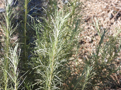 Artemisia californica