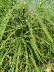 Parkinsonia aculeata