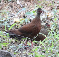 Galloperdix spadicea