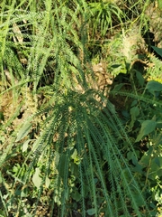 Parkinsonia aculeata