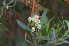 Escallonia angustifolia