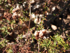Eriogonum fasciculatum