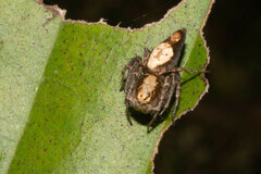 Oxyopes niveosigillatus