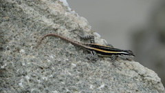 Sceloporus smithi