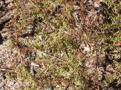 Ambrosia confertiflora