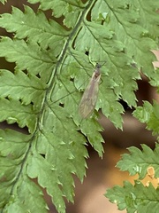 Trichocera