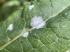 Golovinomyces cichoracearum