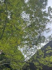 Pseudosamanea guachapele