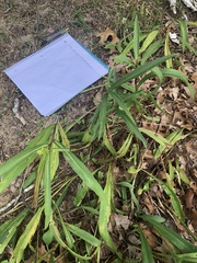 Rumex triangulivalvis