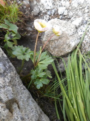 Ranunculus glacialis