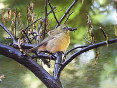 Saltator grandis