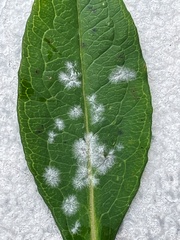 Golovinomyces cichoracearum