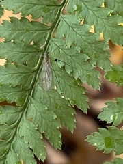 Trichocera