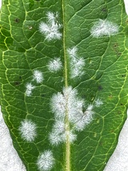 Golovinomyces cichoracearum