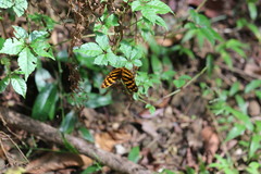 Herona marathus
