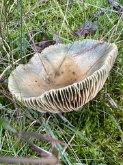 Russula virescens
