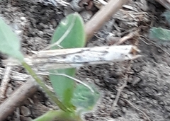 Nomophila noctuella