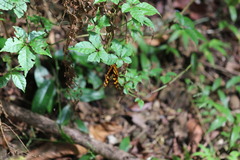 Herona marathus