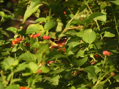 Anartia fatima colima