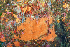 Spirastrella cunctatrix