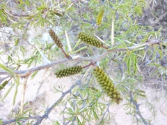 Prosopis ferox
