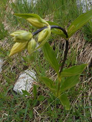 Gentiana punctata