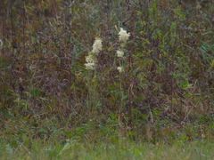 Filipendula ulmaria