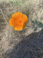 Eschscholzia californica