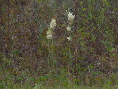Filipendula ulmaria