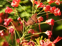 Anastrus sempiternus sempiternus