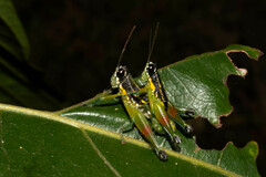 Liebermannacris dorsualis