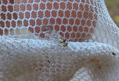 Graphopsocus cruciatus