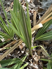 Sabal minor
