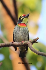 Psilopogon haemacephalus