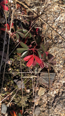 Sibbaldiopsis tridentata