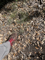 Carex planostachys