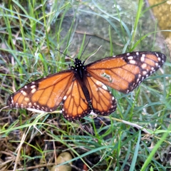 Danaus erippus