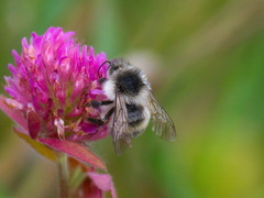 Bombus veteranus