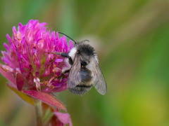 Bombus veteranus