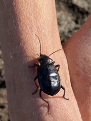 Calosoma marginale