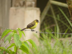 Ramphocelus flammigerus icteronotus