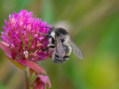 Bombus veteranus