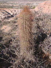 Trichocereus atacamensis