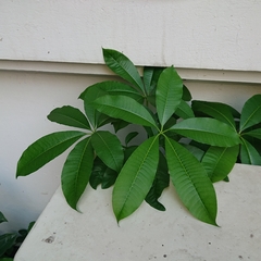 Alstonia scholaris