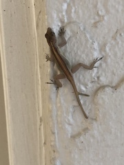 Anolis cristatellus
