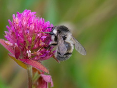 Bombus veteranus