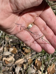 Carex planostachys