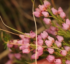Erica gracilis